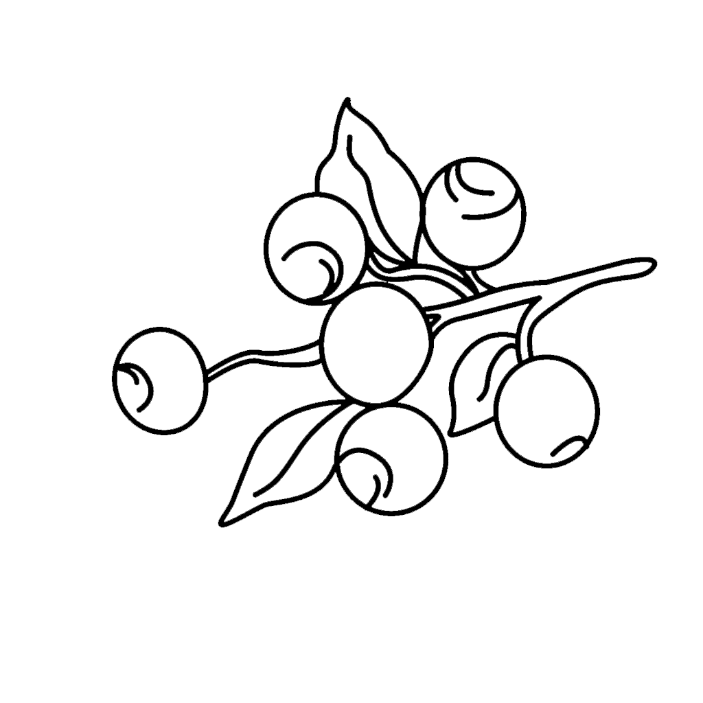 Blackberry-Opacity-100